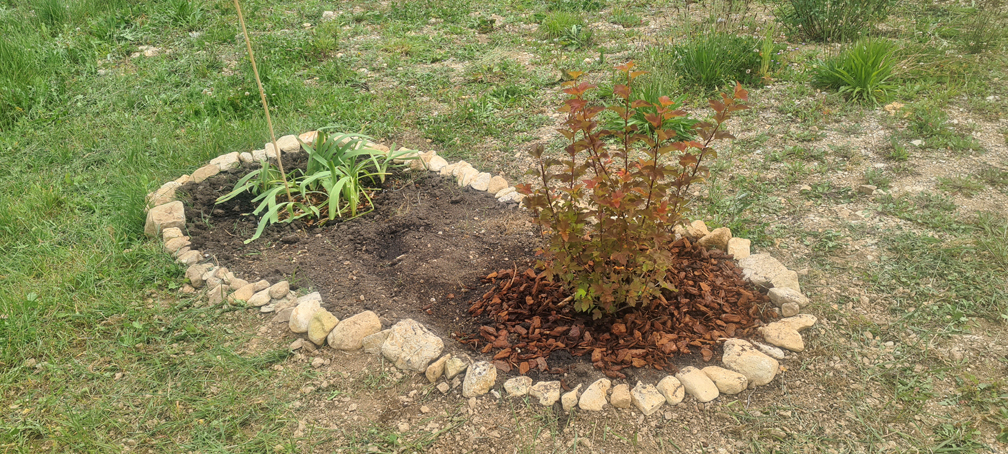 2025.05.25 - Plantation d'arbustes dans la partie nord du jardin (2)