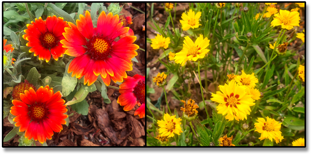 2025.07.20 - Fleurs que Fabienne a plantées dans la partie nord du jardin