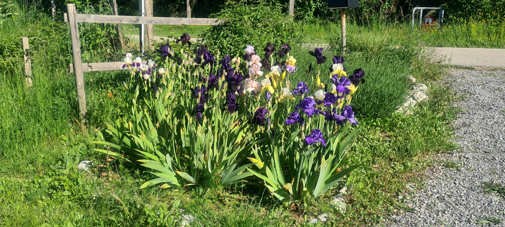 2026.05.22 - Les iris de Fabienne, en pleine floraison (1)