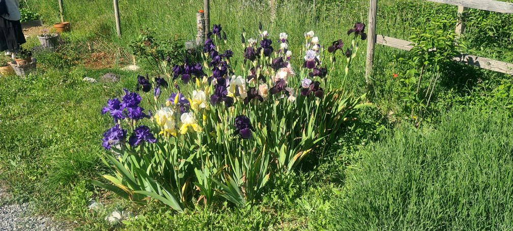 2026.05.22 - Les iris de Fabienne, en pleine floraison (2)